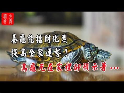 烏龜跑到家裡|烏龜造訪，千年難遇奇蹟